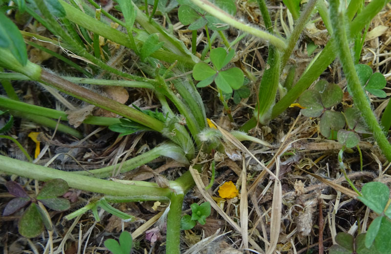 Ranunculus bulbosus - Ranunculaceae